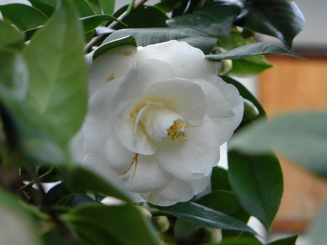 ւ̉