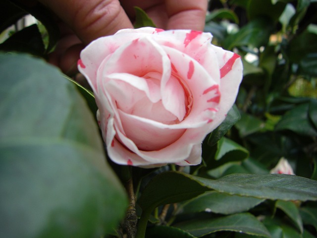 iւ̓