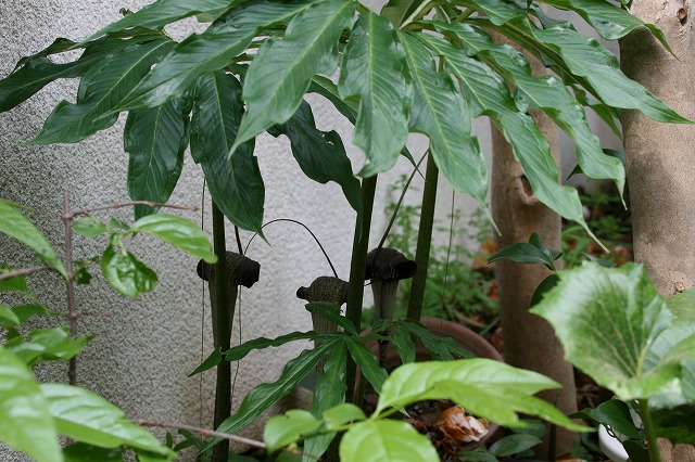 Ỷ