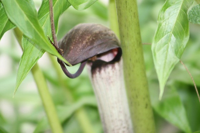Ỷ