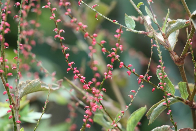 その後の我が家の花