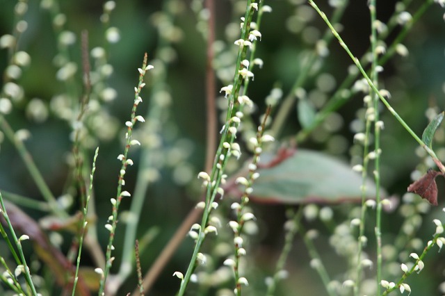 その後の我が家の花