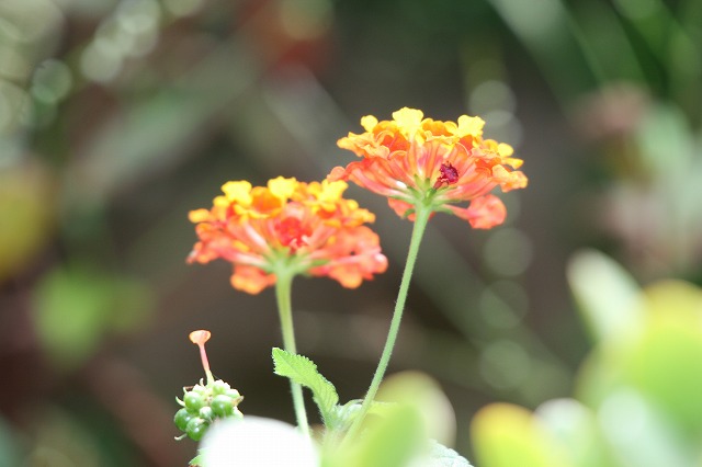 その後の我が家の花