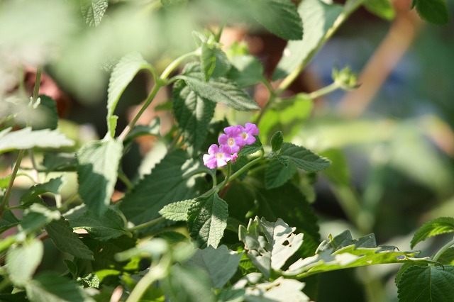その後の我が家の花