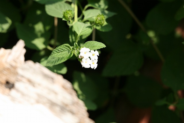 その後の我が家の花