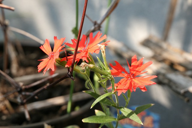 その後の我が家の花