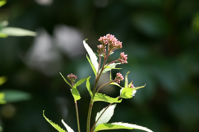 その後の我が家の花