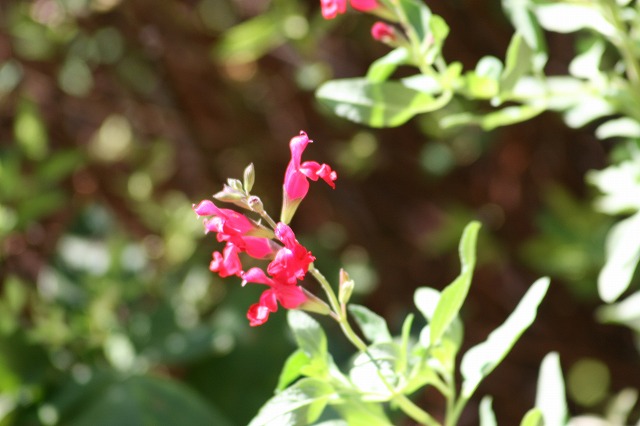 その後の我が家の花