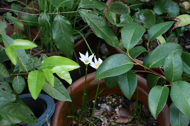 その後の我が家の花