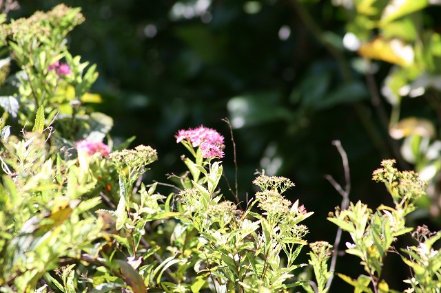 その後の我が家の花