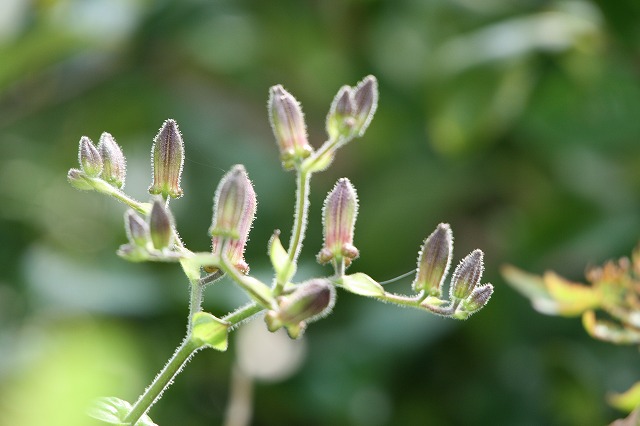 その後の我が家の花
