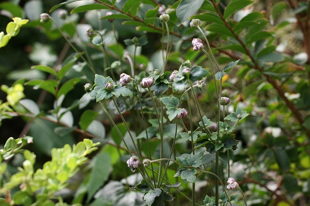 Gẻ