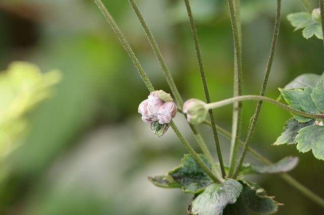 Gẻ