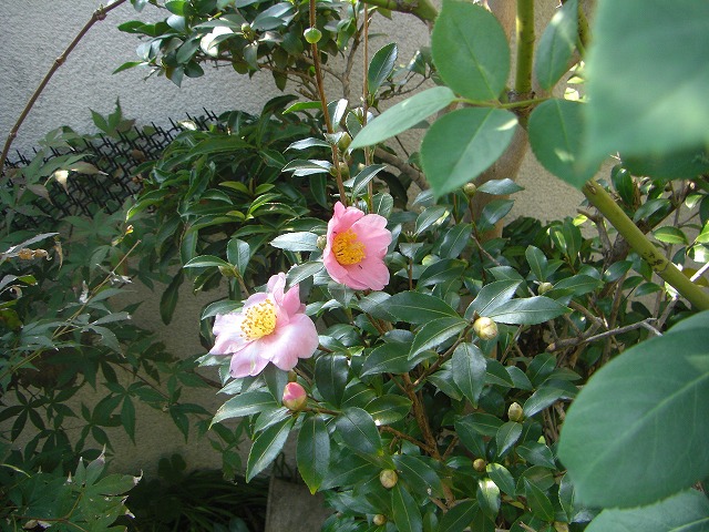 TUJ̉