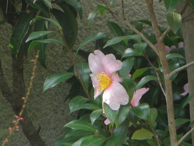 TUJ̉ԁǍ