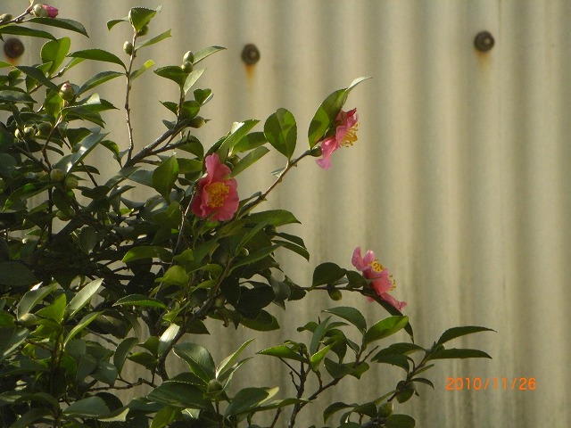 TUJ̉