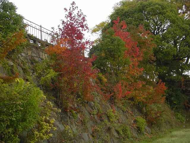 川岸の紅葉です。