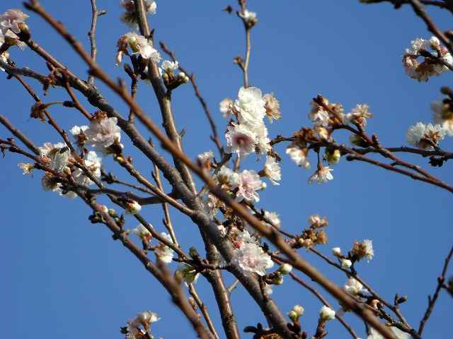 四季咲き桜と紅葉です。