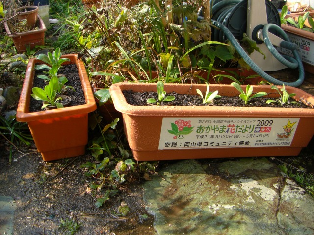 全国都市緑化おかやまフェアの準備
