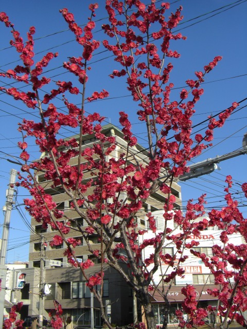 町内の街路樹の花桃が満開です。