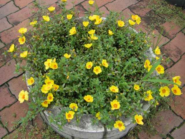 花壇の花その二