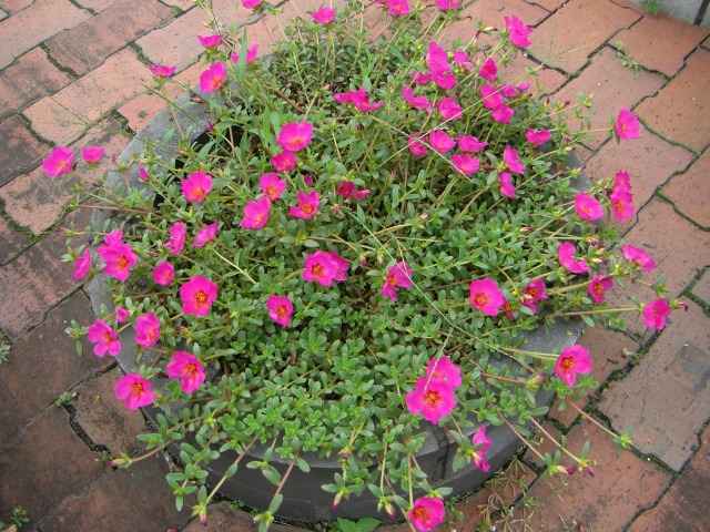 花壇の花その二