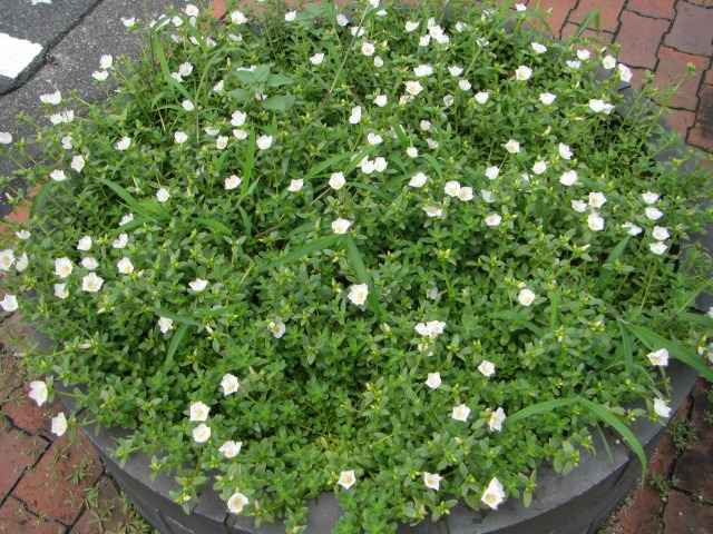 花壇の花その二