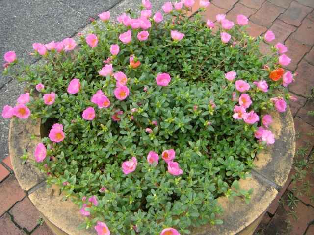 花壇の花その二