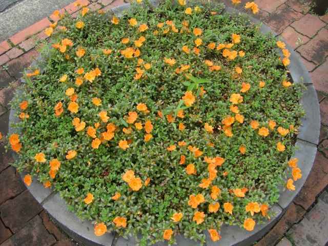 花壇の花その二