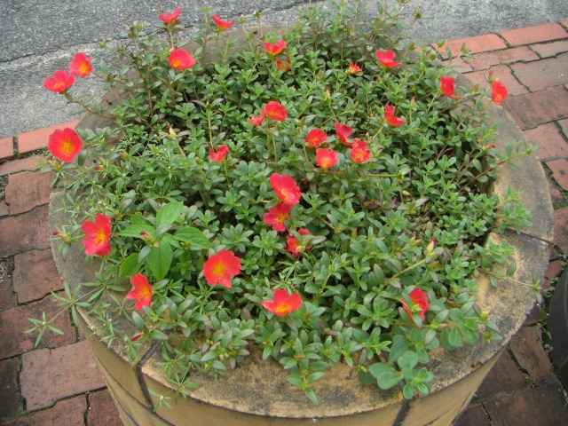 花壇の花その二