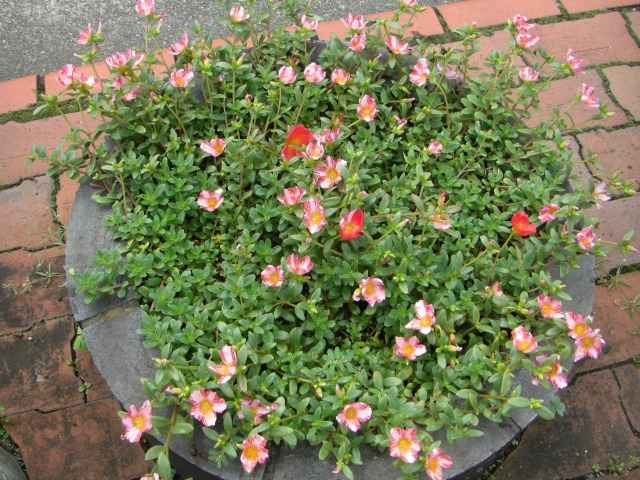 花壇の花その二