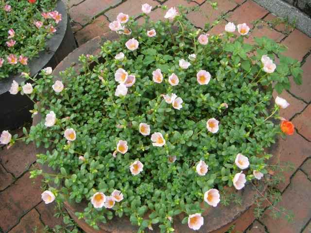 花壇の花その二
