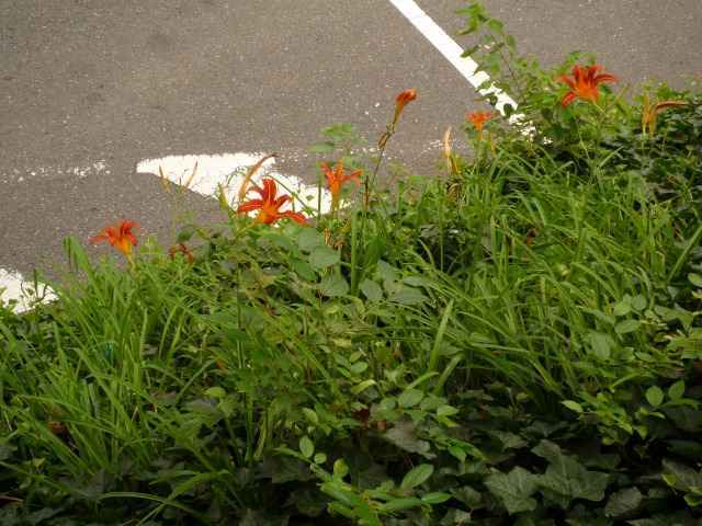 散歩の途中で見つけました。