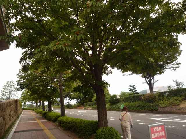 散歩の途中で見つけました。