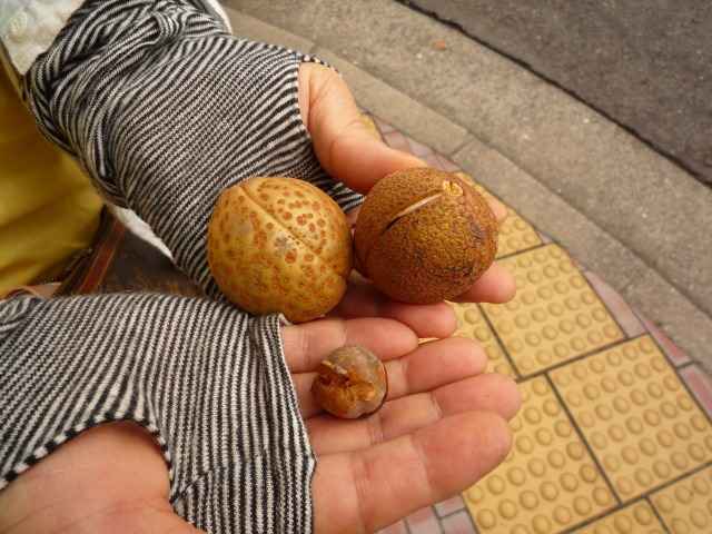 散歩の途中で見つけました。