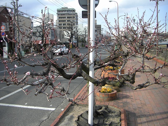 街路樹の桃が咲きました。
