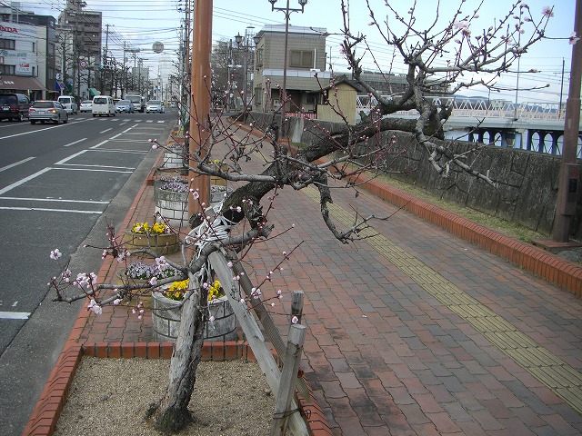 街路樹の桃が咲きました。