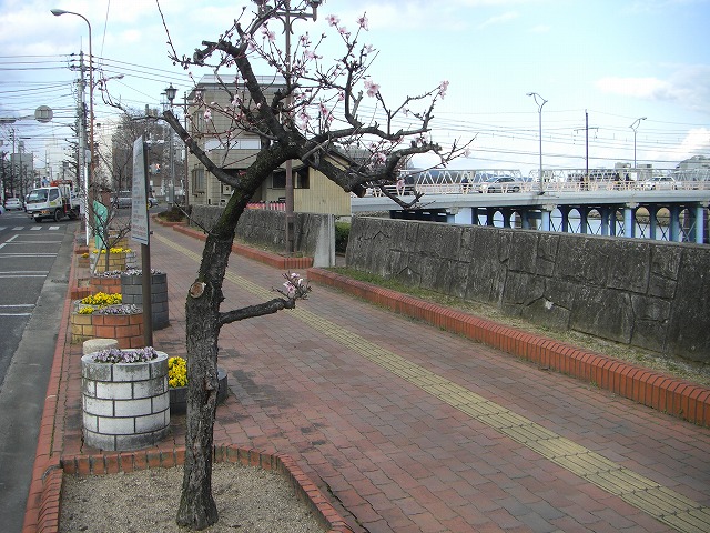 街路樹の桃が咲きました。
