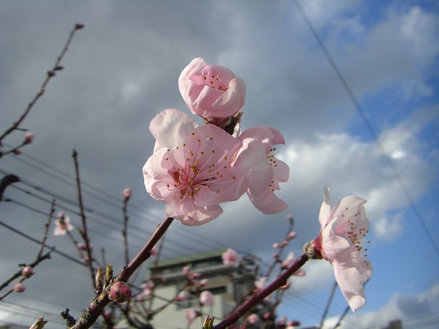 街路樹の桃が咲きました。