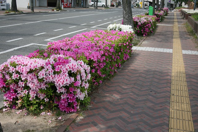 ツツジが満開