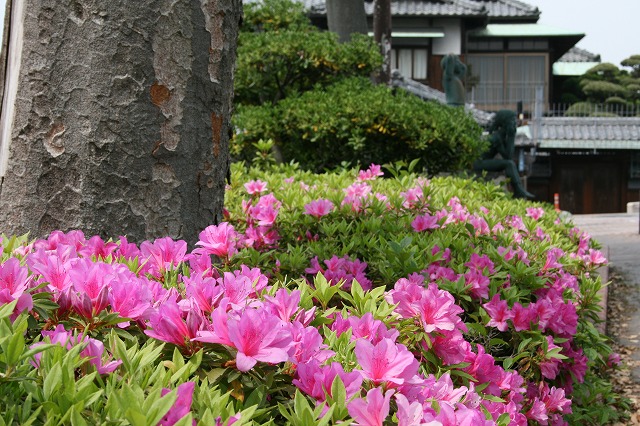 ツツジが満開