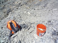 U-DigFossilで化石堀