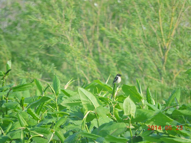 VAΎӖ쒹Be
