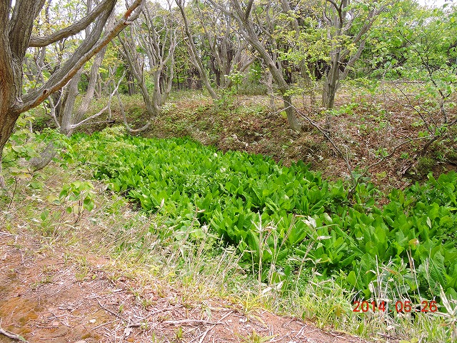 天売島で野鳥撮影