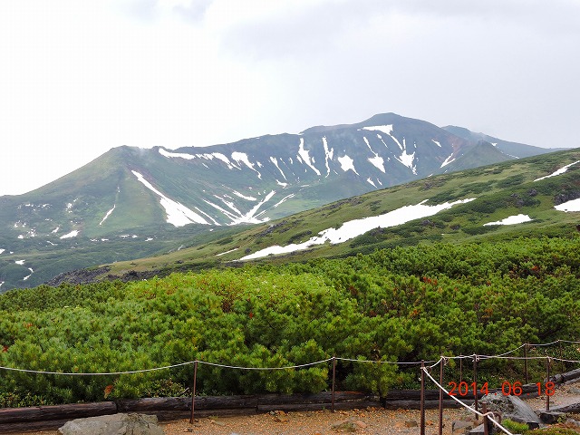 旭岳で野鳥撮影