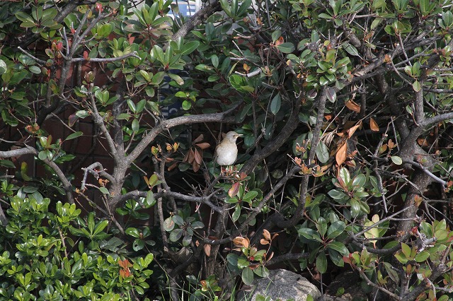 Vn
