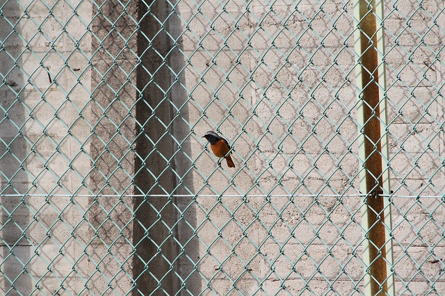 ジョウビタキの飛翔