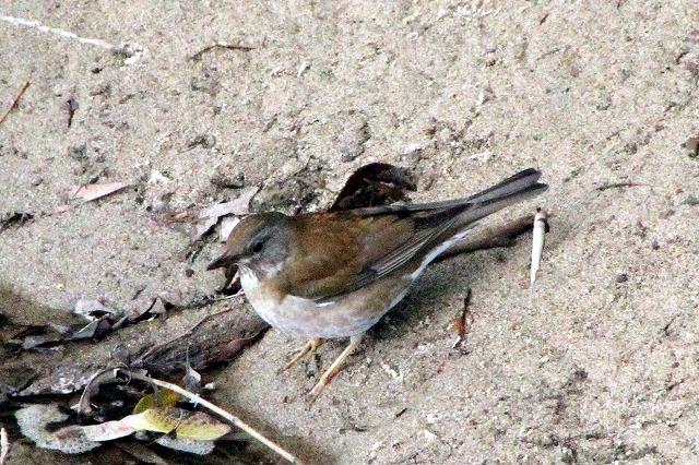 Vn