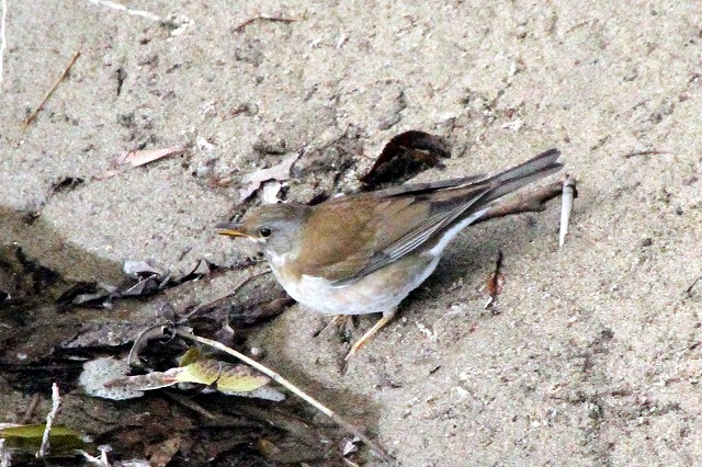 Vn