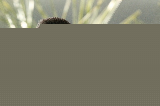 カワセミ
